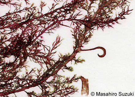 カギノリ Bonnemaisonia hamifera