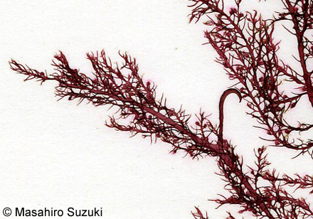 カギノリ Bonnemaisonia hamifera