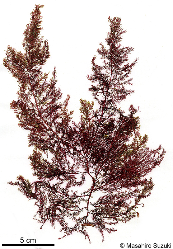 カギノリ Bonnemaisonia hamifera