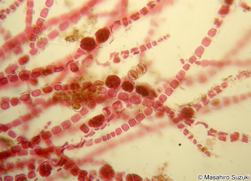 タマノイト Trailliella intricata