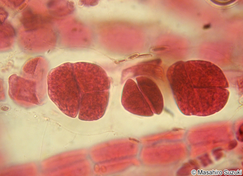 タマノイト Trailliella intricata