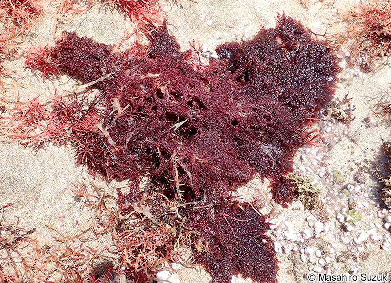 カギノリ Bonnemaisonia hamifera