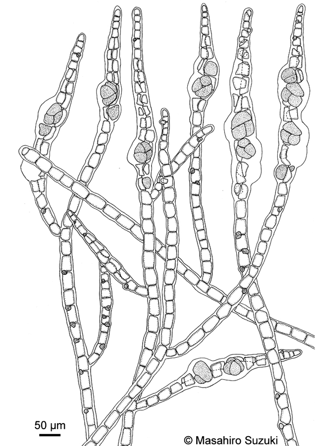 タマノイト Trailliella intricata