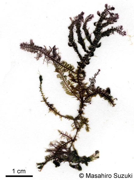 コケモドキ Bostrychia binderi