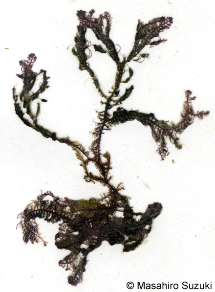 コケモドキ Bostrychia binderi