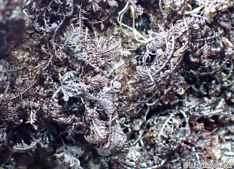 コケモドキ Bostrychia binderi