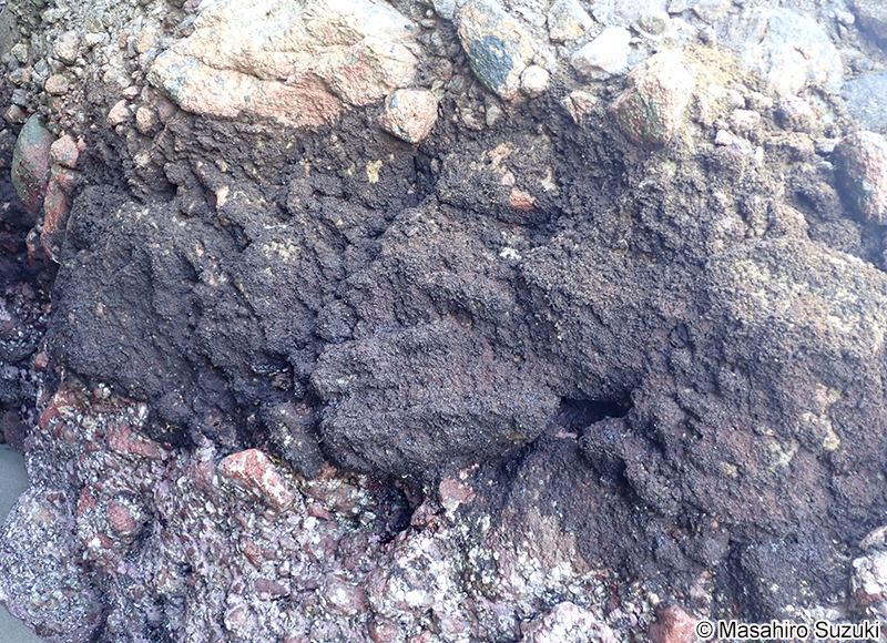 コケモドキ Bostrychia binderi