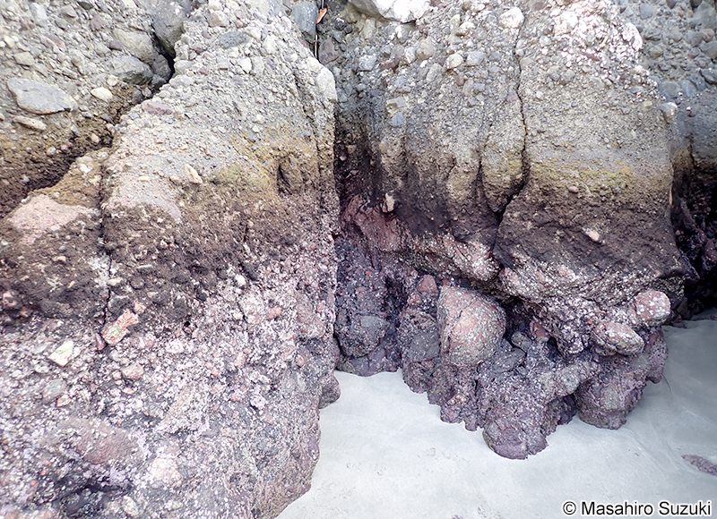 コケモドキ Bostrychia binderi