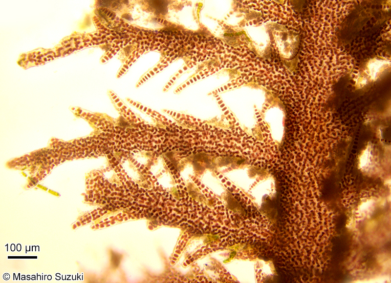 コケモドキ Bostrychia binderi