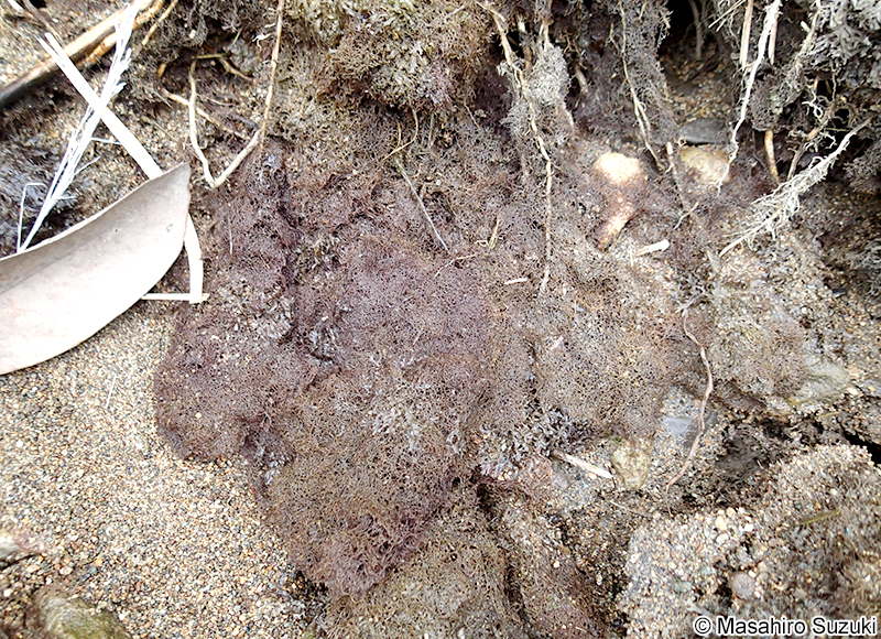 タニコケモドキ Bostrychia hamana-tokidae
