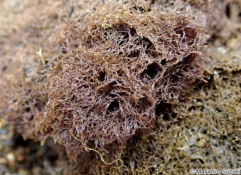 タニコケモドキ Bostrychia hamana-tokidae