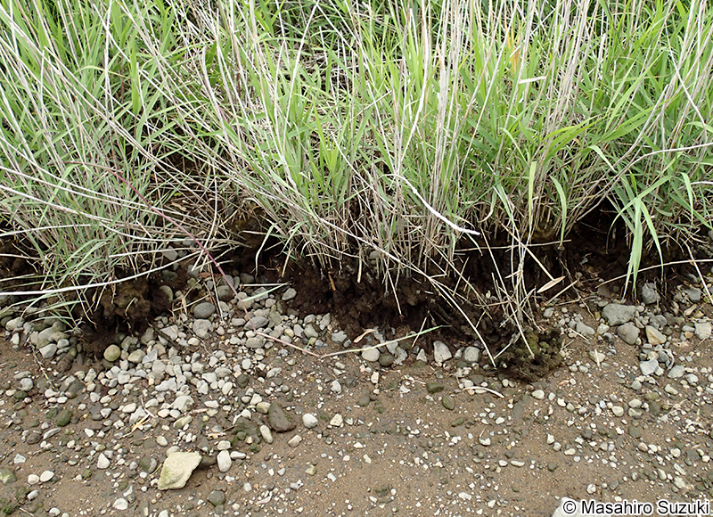 タニコケモドキ Bostrychia hamana-tokidae