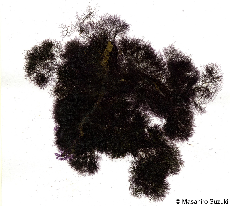 タニコケモドキ Bostrychia hamana-tokidae