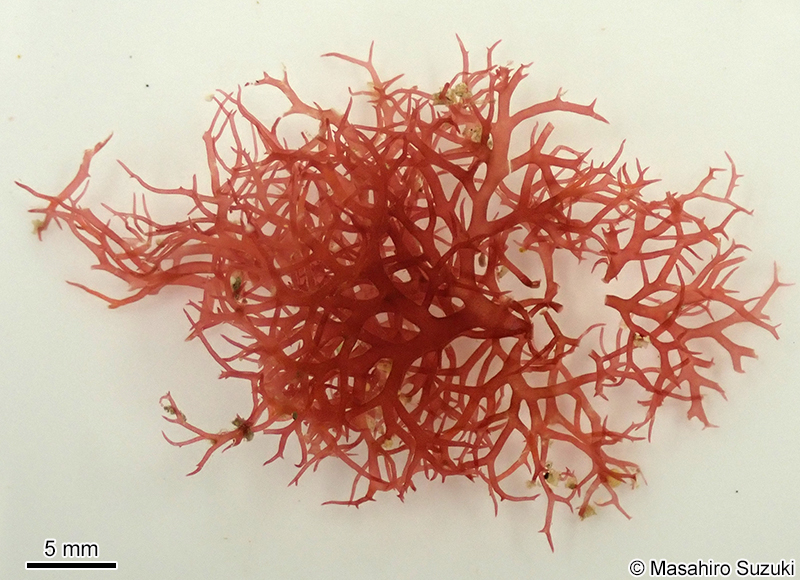 ヤスタケイバラ Calliblepharis yasutakei