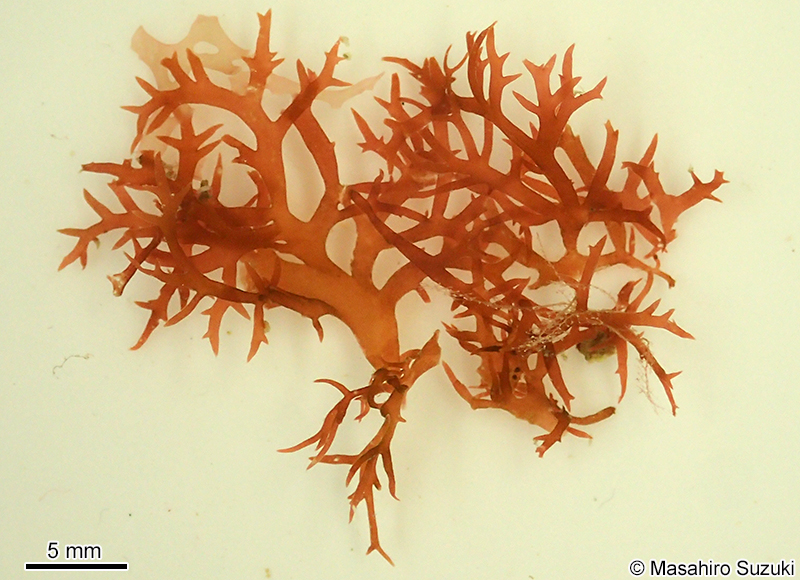 ヤスタケイバラ Calliblepharis yasutakei