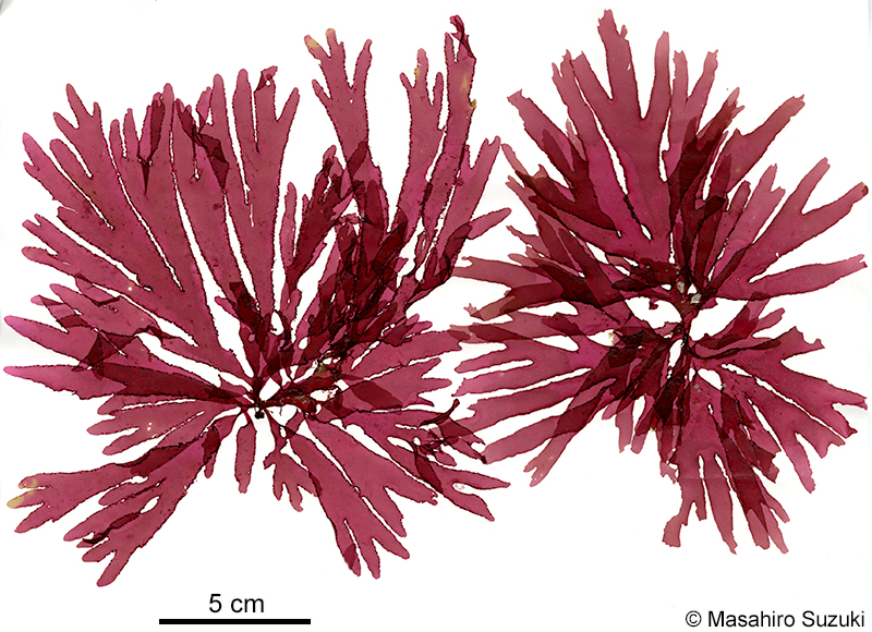 ヒロハノトサカモドキ Callophyllis crispata