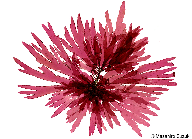 ヒロハノトサカモドキ Callophyllis crispata