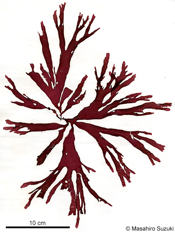 ヒロハノトサカモドキ Callophyllis crispata