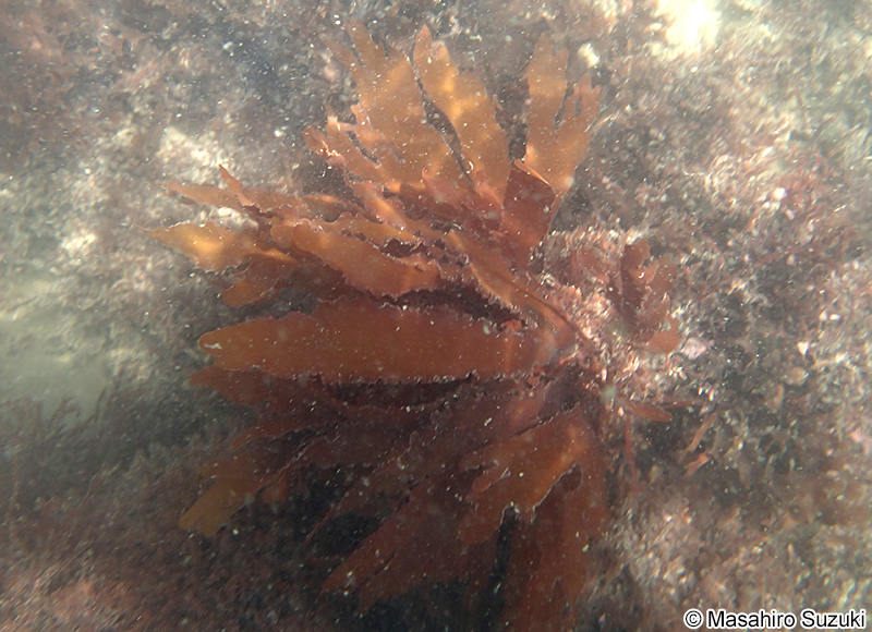 ヒロハノトサカモドキ Callophyllis crispata