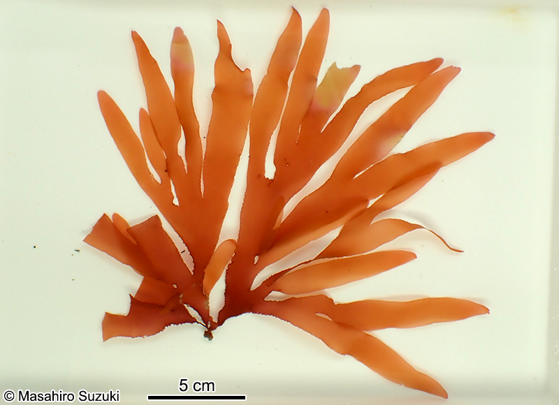 ヒロハノトサカモドキ Callophyllis crispata