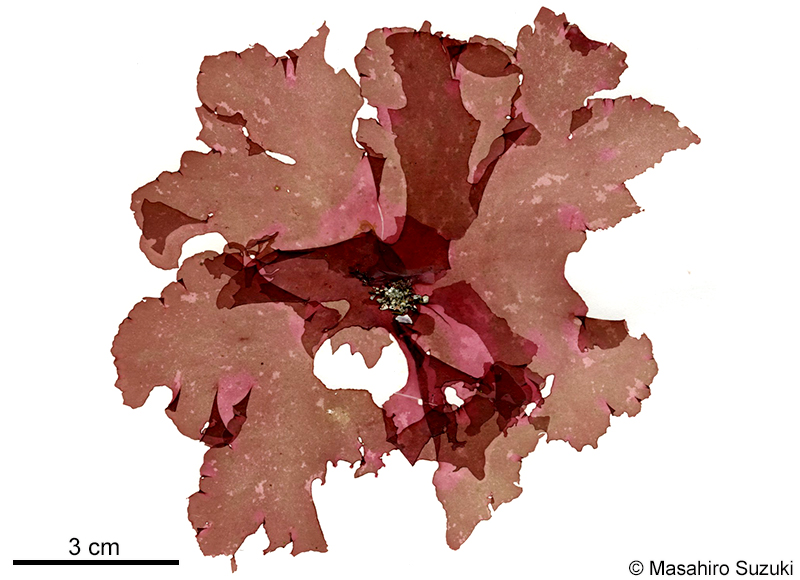 キヌハダ Pugetia japonica