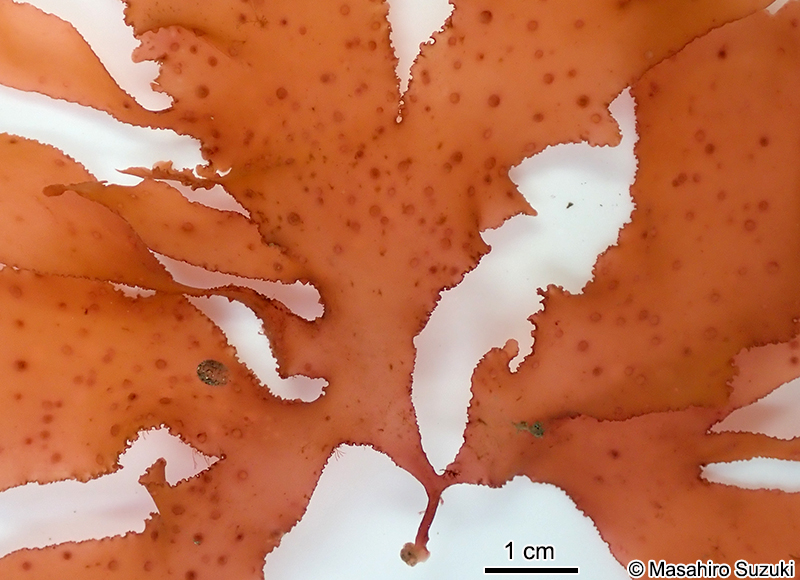 ヤツデガタトサカモドキ Callophyllis palmata