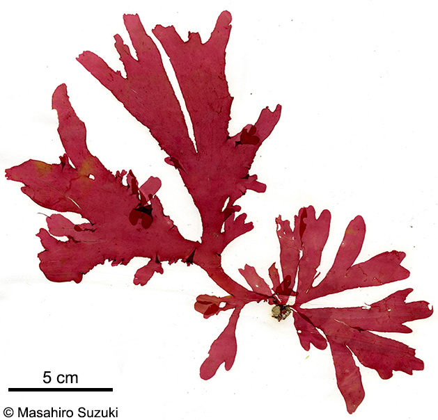 ヤツデガタトサカモドキ Callophyllis palmata