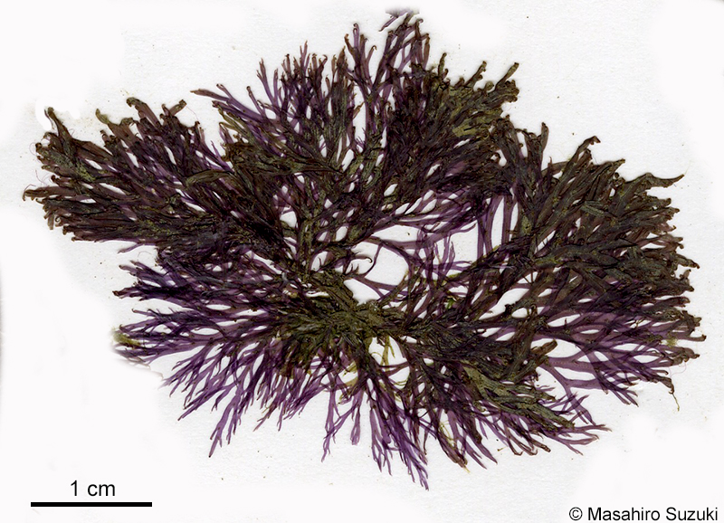 アヤギヌ Caloglossa continua