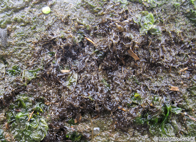 アヤギヌ Caloglossa continua