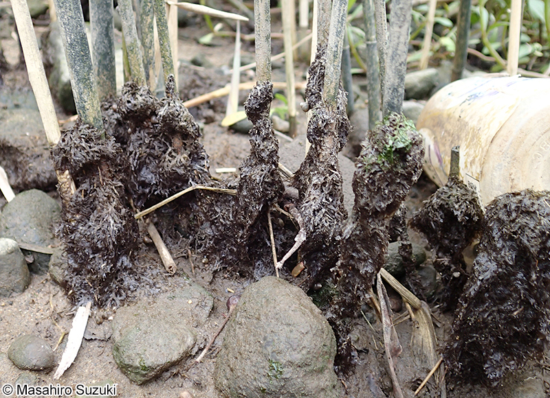 アヤギヌ Caloglossa continua