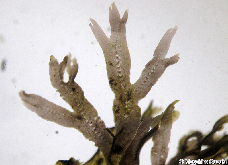 アヤギヌ Caloglossa continua