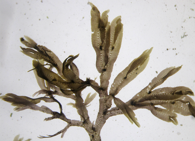 アヤギヌ Caloglossa continua