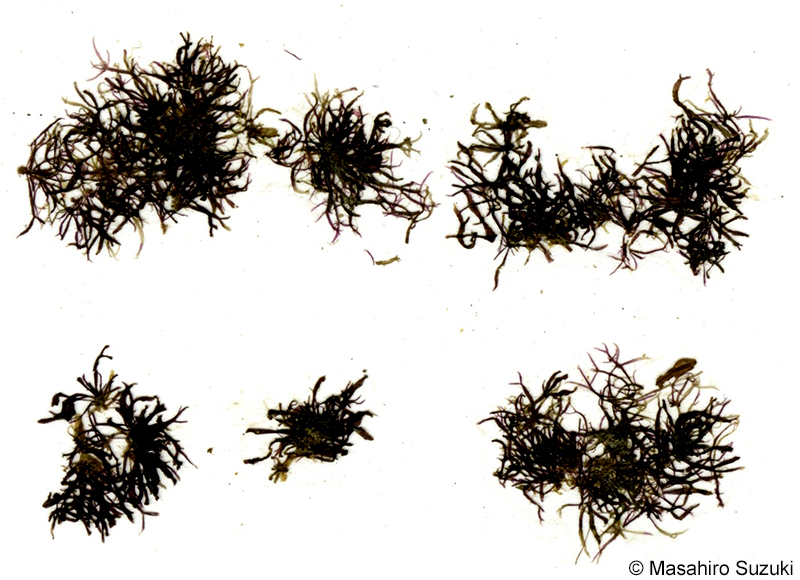 セイヨウアヤギヌ Caloglossa sp. (C. cf. leprieurii)