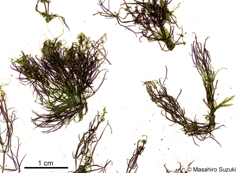 ホソアヤギヌ Caloglossa ogasawaraensis