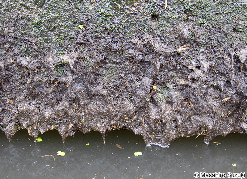 ホソアヤギヌ Caloglossa ogasawaraensis