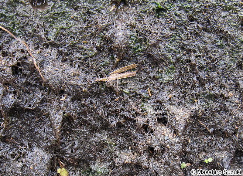 ホソアヤギヌ Caloglossa ogasawaraensis