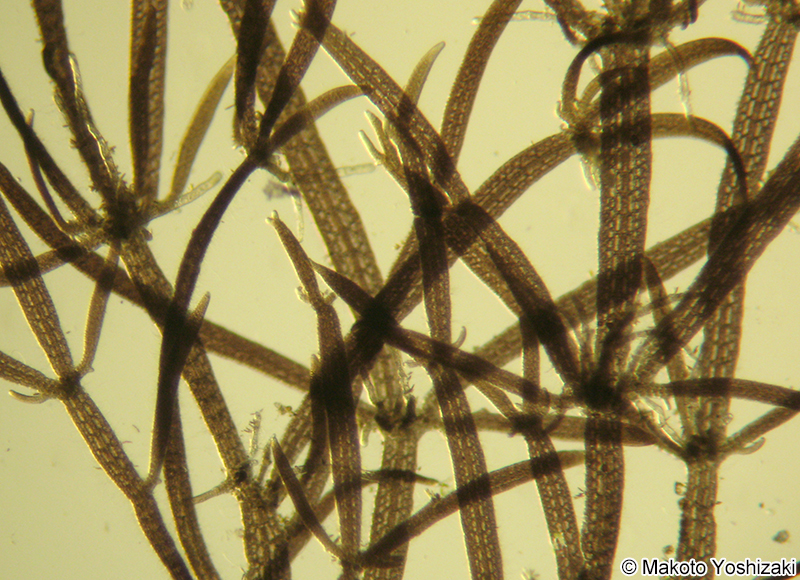 ホソアヤギヌ Caloglossa ogasawaraensis