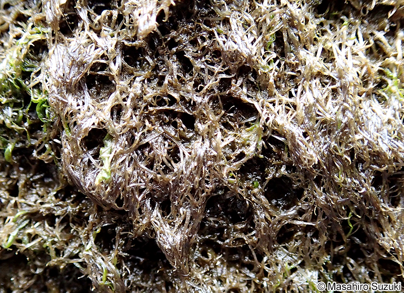 ホソアヤギヌ Caloglossa ogasawaraensis