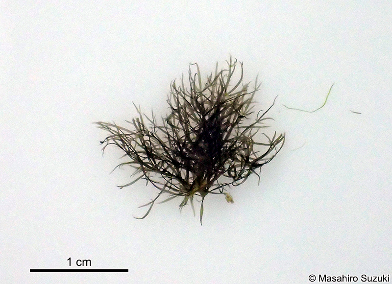 ホソアヤギヌ Caloglossa ogasawaraensis