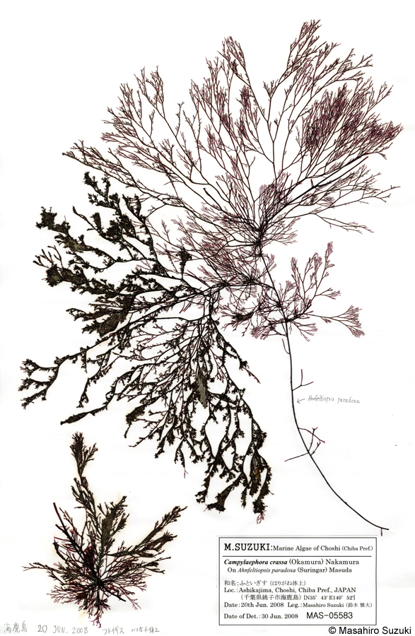 フトイギス Campylaephora crassa