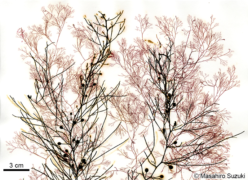 エゴノリ Campylaephora hypnaeoides