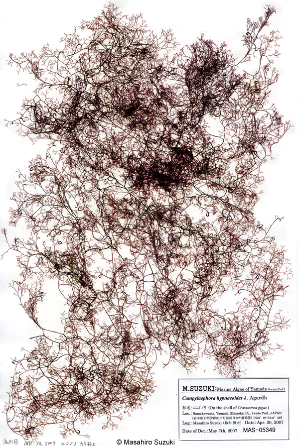 エゴノリ Campylaephora hypnaeoides