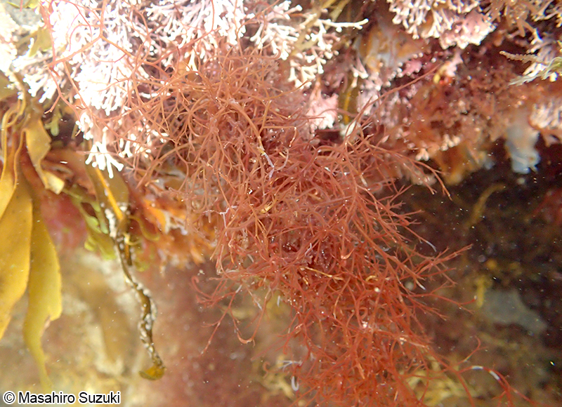 エゴノリ Campylaephora hypnaeoides