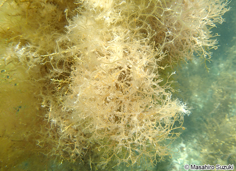 エゴノリ Campylaephora hypnaeoides