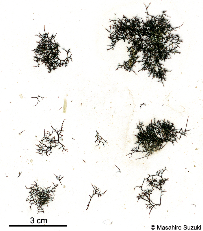 イソダンツウ Caulacanthus okamurae