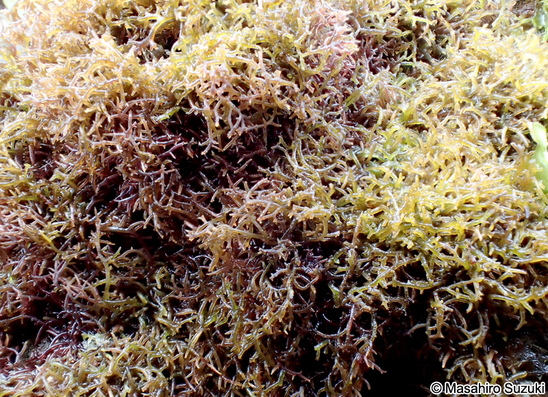 イソダンツウ Caulacanthus okamurae