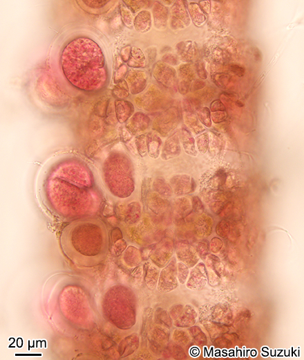 マキイギス Ceramium aduncum