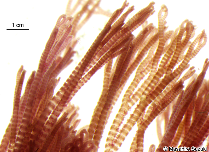 マキイギス Ceramium aduncum