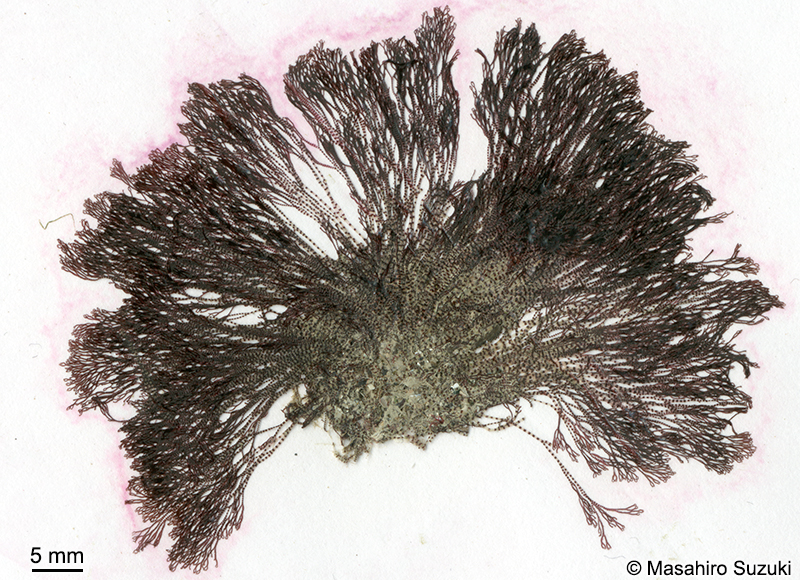 マキイギス Ceramium aduncum