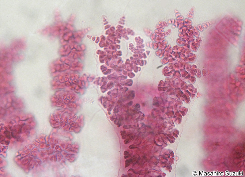 ハリイギス Pseudoceramium paniculatum